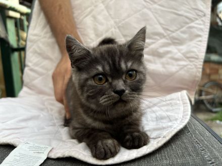 verschmuste BKH kitten suchen Zuhause