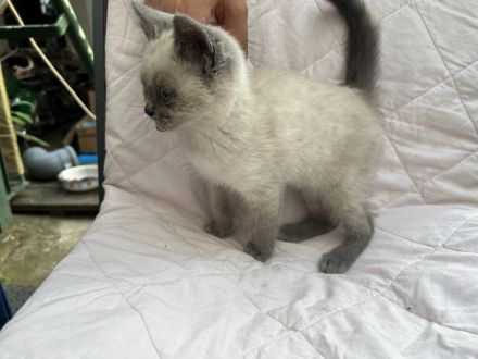 BKH Blue Point kitten abzugeben
