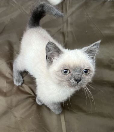 BKH Blue Point kitten abzugeben