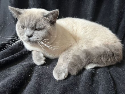 BKH Blue Point kitten abzugeben