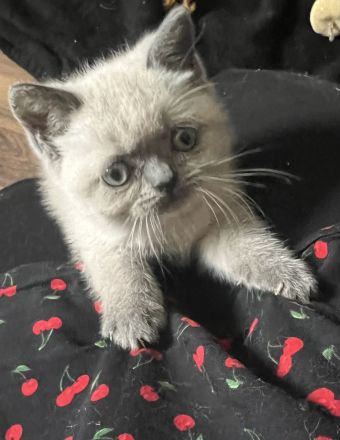 BKH Blue Point kitten abzugeben