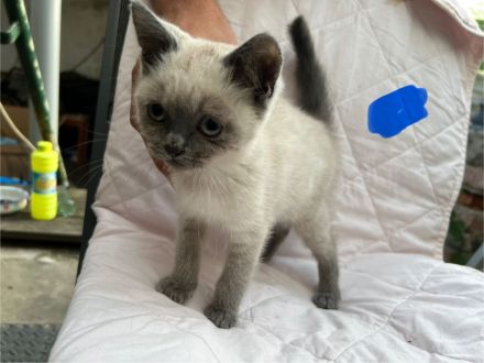BKH Blue Point kitten abzugeben