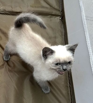 BKH Blue Point kitten abzugeben