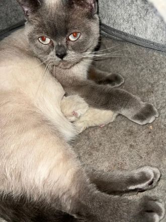 BKH Blue Point kitten abzugeben