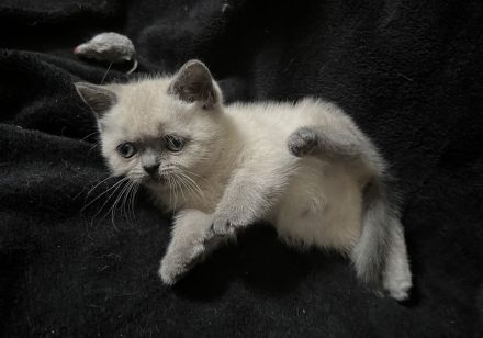 BKH Blue Point kitten abzugeben