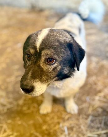 Mikruli, klein, freundlich, ruhig.....möchte nach Deutschland reisen