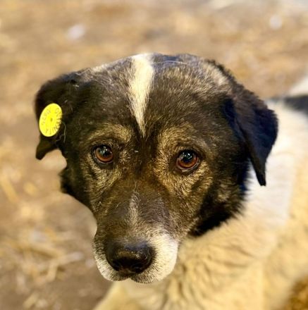 Mikruli, klein, freundlich, ruhig.....möchte nach Deutschland reisen