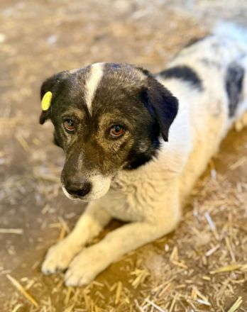 Mikruli, klein, freundlich, ruhig.....möchte nach Deutschland reisen