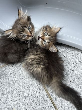Maine Coon Perser mit Nase mix 💙💜 Babies Kitten
