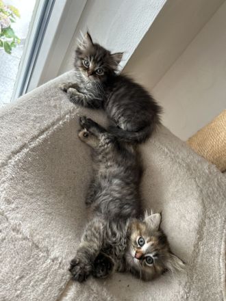 Maine Coon Perser mit Nase mix 💙💜 Babies Kitten