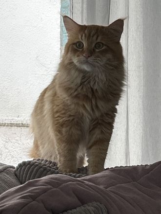 Maine Coon Perser mit Nase mix 💙💜 Babies Kitten