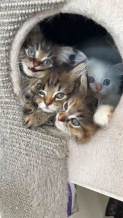 Maine Coon Perser mit Nase mix 💙💜 Babies Kitten