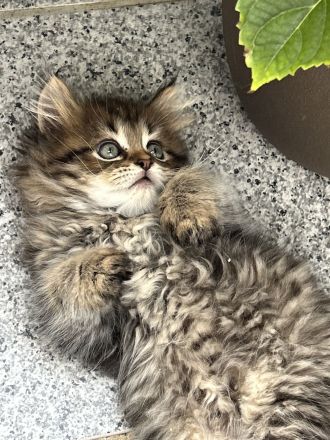 Maine Coon Perser mit Nase mix 💙💜 Babies Kitten