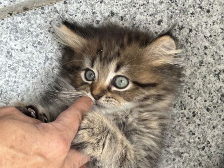 Maine Coon Perser mit Nase mix 💙💜 Babies Kitten