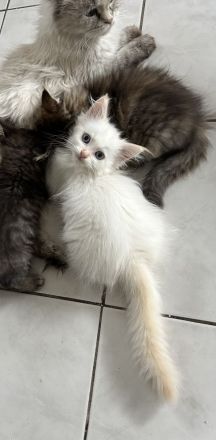 Maine Coon Perser mit Nase mix 💙💜 Babies Kitten