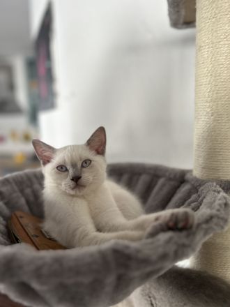 BKH Kitten Snow Abzugeben❤️