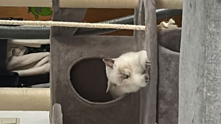 BKH Kitten Snow Abzugeben❤️