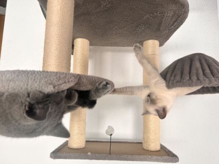 BKH Kitten Snow Abzugeben❤️