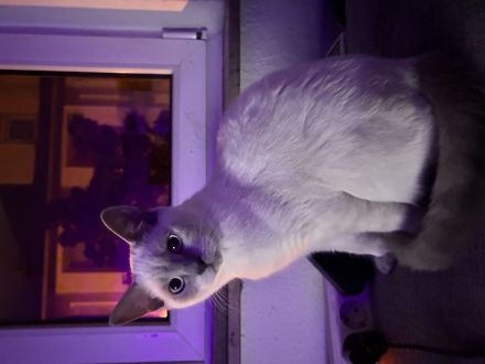 BKH Kitten Snow Abzugeben❤️