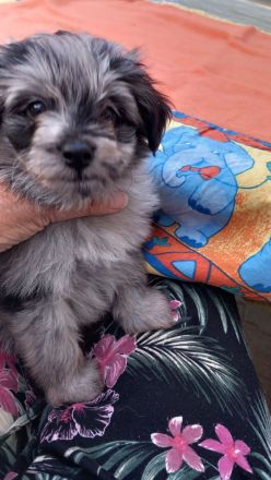 Pomer Poo ( Pudel × Pomeranian )