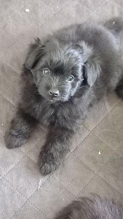 Pomer Poo ( Pudel × Pomeranian )