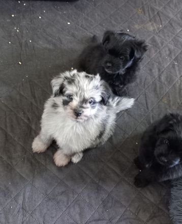 Pomer Poo ( Pudel × Pomeranian )