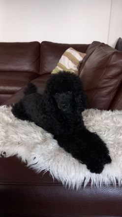 Pomer Poo ( Pudel × Pomeranian )