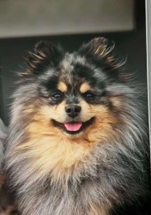 Pomer Poo ( Pudel × Pomeranian )