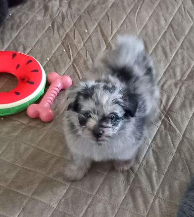 Pomer Poo ( Pudel × Pomeranian )