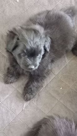 Pomer Poo ( Pudel × Pomeranian )