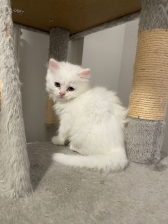 Britisch Kurzhaar Kitten verspielt & verschmust