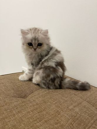 Britisch Kurzhaar Kitten verspielt & verschmust