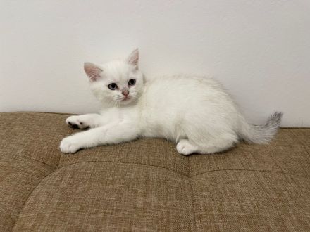 Britisch Kurzhaar Kitten verspielt & verschmust