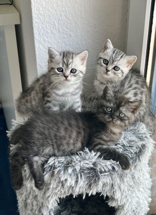 BKH Kitten reinrassig geimpft entwurmt und zuckersüß abzugeben