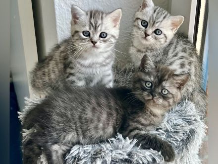 BKH Kitten reinrassig geimpft entwurmt und zuckersüß abzugeben