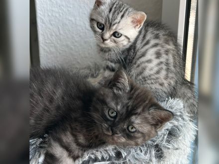 BKH Kitten reinrassig geimpft entwurmt und zuckersüß abzugeben