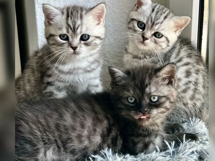 BKH Kitten reinrassig geimpft entwurmt und zuckersüß abzugeben