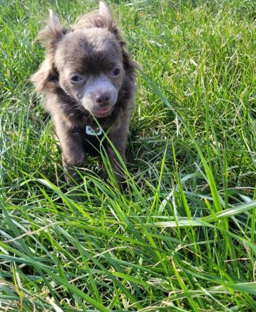 2 Reinrassige Chihuahua Deckrüden