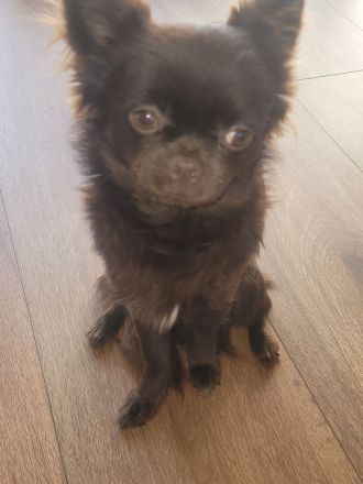 2 Reinrassige Chihuahua Deckrüden