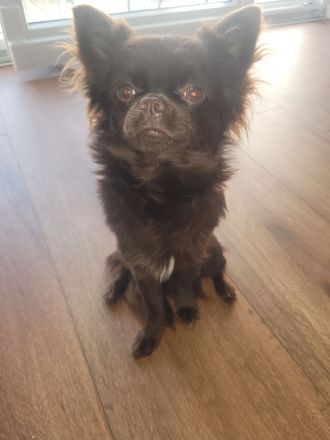 2 Reinrassige Chihuahua Deckrüden