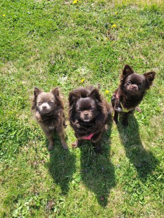 2 Reinrassige Chihuahua Deckrüden