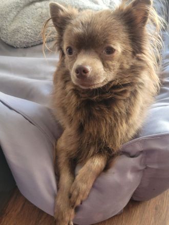 2 Reinrassige Chihuahua Deckrüden