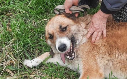 Treue Seele sucht Geborgenheit - Edda wartet auf ihr Zuhause