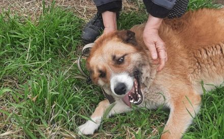 Treue Seele sucht Geborgenheit - Edda wartet auf ihr Zuhause