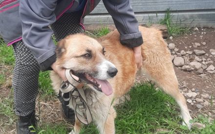 Treue Seele sucht Geborgenheit - Edda wartet auf ihr Zuhause