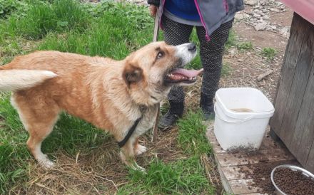 Treue Seele sucht Geborgenheit - Edda wartet auf ihr Zuhause