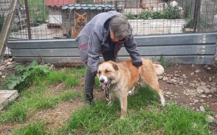 Treue Seele sucht Geborgenheit - Edda wartet auf ihr Zuhause