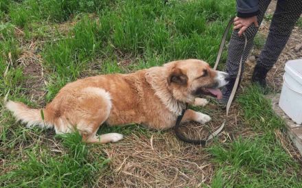 Treue Seele sucht Geborgenheit - Edda wartet auf ihr Zuhause