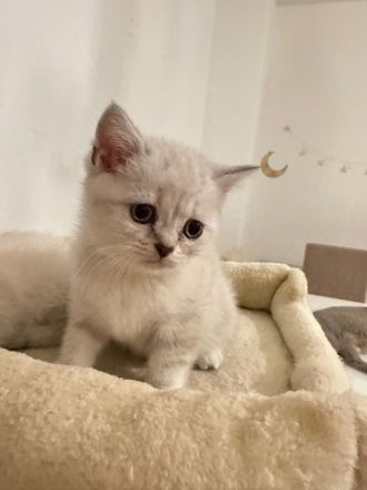 Bkh kitten