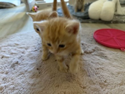 Liebevolles zu Hause gesucht